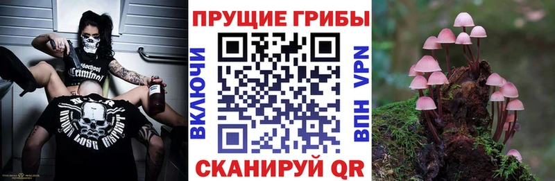 Галлюциногенные грибы прущие грибы Моршанск